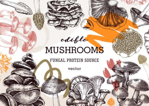 Mushrooms banner in collage style. Artistic autumn forest plant frame. Fall background with edible fungi sketches and abstract shapes. Hand drawn healthy food, fungal protein, stalks, and caps 